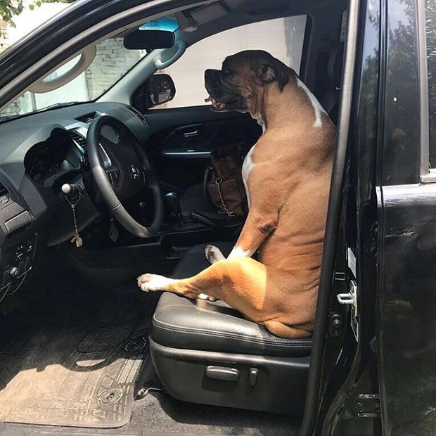 Cachorro de Paola Oliveira (Foto: Reprodução / Instagram)