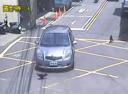 これは悲しい事故。追いかけっこしていたワンコが車に踏まれてしまう(@_@;)