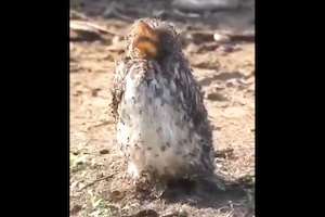 【動画】生きたまま蟻の大群に覆われている鳥さんが撮影される。