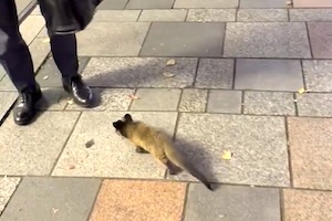 【動画】東京の街、変な生き物が増えてしまっているらしい。