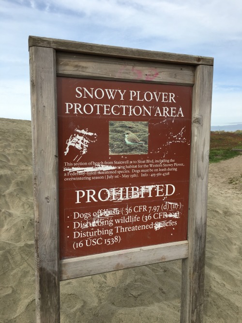 Snowy Plover protection area