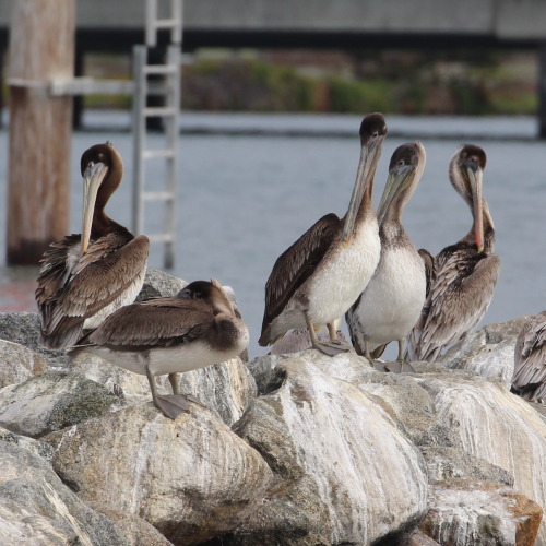 flock of brown pelicans on rocks