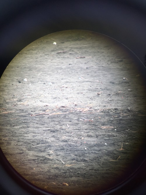 Through the binoculars