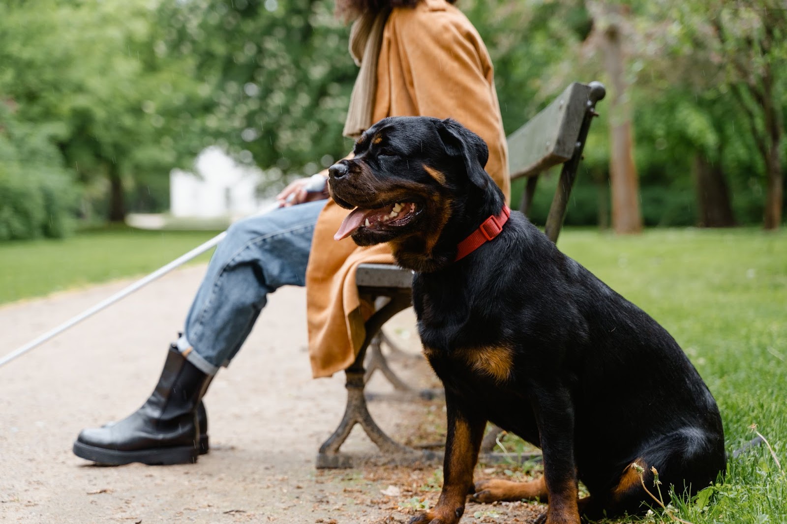 Corrida com pessoa com baixa visão e cão-guia: como agir? 