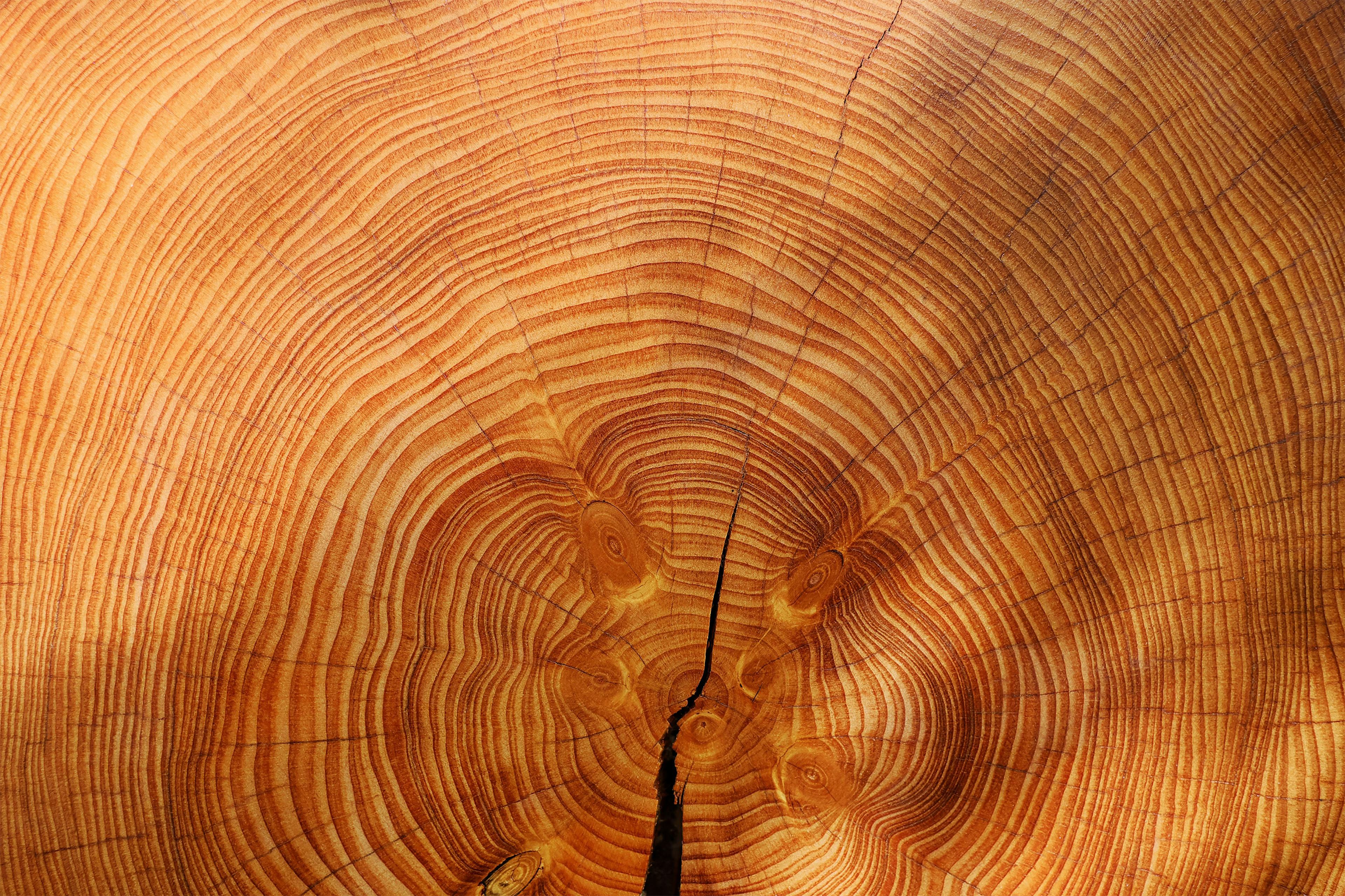 Foto: Quer durchgeschnittener Baumstamm mit Baumringen