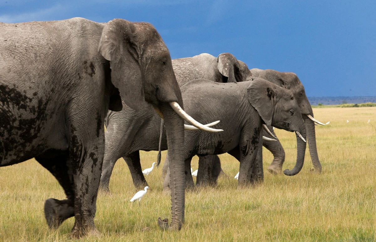 Hoće li ljudi jednog dana moći "razgovarati" sa slonovima?
