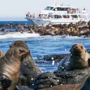 Phillip Island Seal Watching Cruise