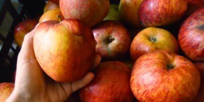 La manzana criolla, fruta que se produce en Guatemala