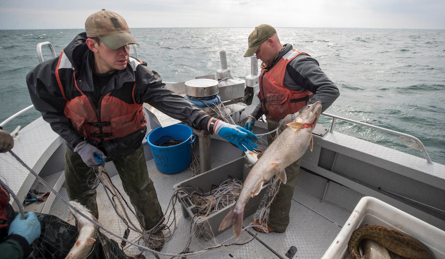 Biologists Keith Reeves left ,Josh Blankenheim ,and Cory Goldsworthy pulled out netted lake trout from Lake Superior during an annual spring population survey that's been a key to this long-range fisheries management success story on Lake Superior Tuesday May 8, 2018 in Duluth, MN. ] JERRY HOLT • jerry.holt@startribune.com