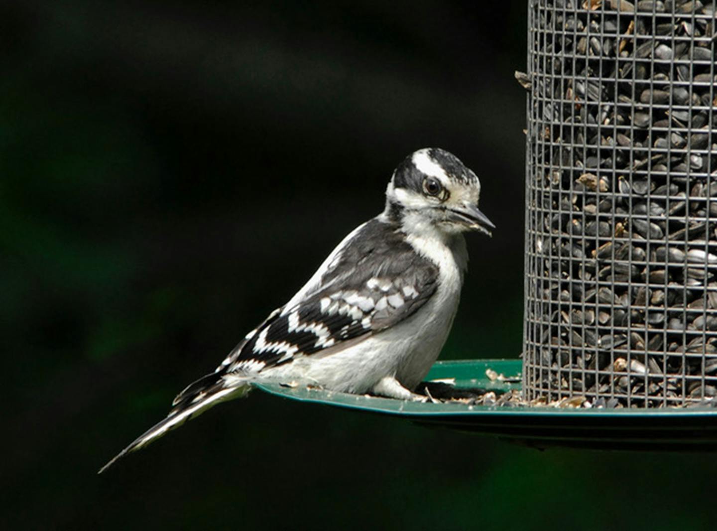 A downy woodpecker perches at a feeder filled with sunflowers.