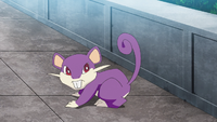 Goh's Rattata