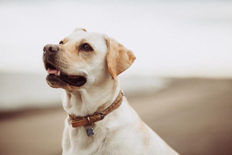 5 Self-Care Essentials While Grieving the Death of a Pet, by Emma Williams. Photograph of a Labrador dog by Mitchell Orr