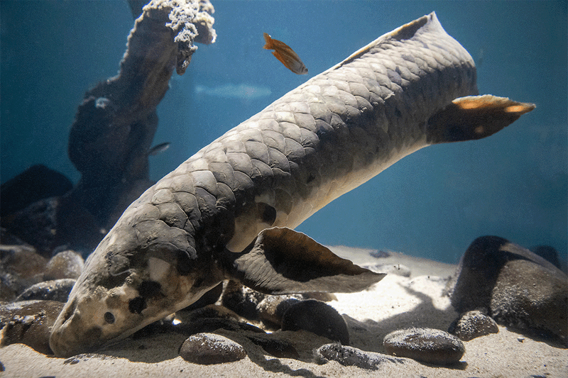 Side-on view of Methuselah, an Australian Lungfish.