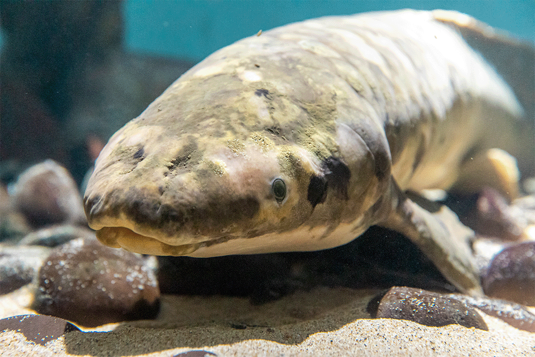 Close-up image of the face of Methuselah, an Australian Lungfish