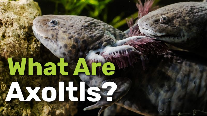 Pair of Axolotl relaxing together in the bottom of Xochimilco lake in Mexico City