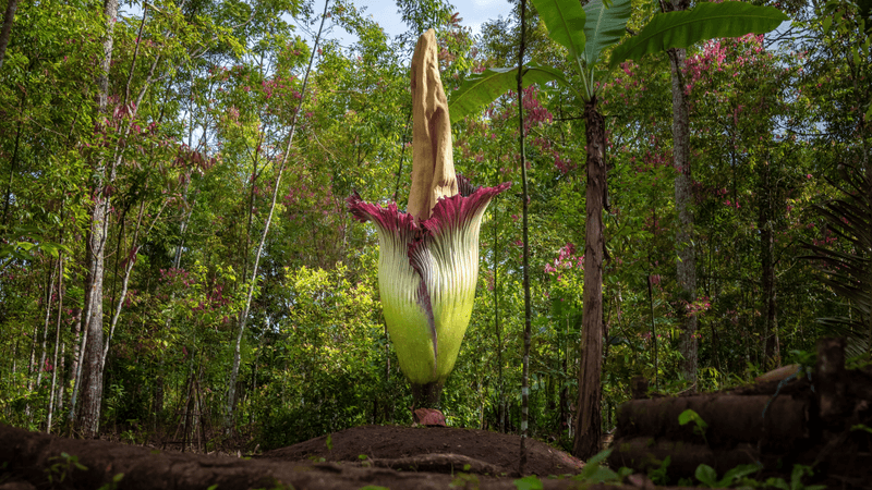 a giant corpse flower blooming in the forest