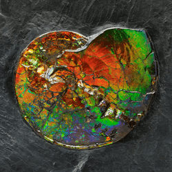 an ammonite in rainbow irridescent ammolite