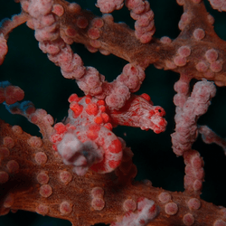 a pygmy seahorse facing two antagonistic worms hiding in coral