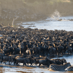 a huge number of buffalo and zebra crossing a river together