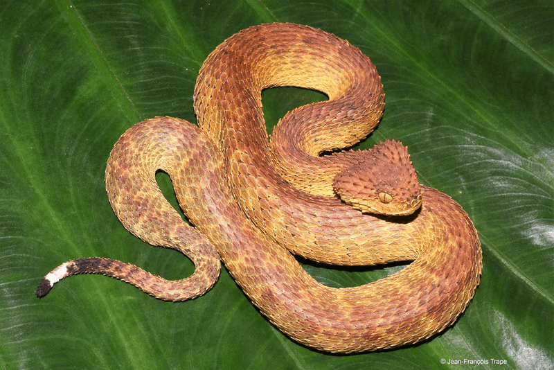 orange-red scaly snake on a green leaf