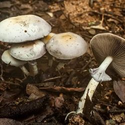 New species of magic mushrooms