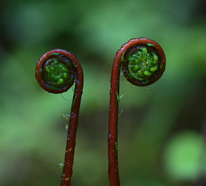 The deer fern (Struthiopteris spicant)