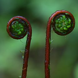 The deer fern (Struthiopteris spicant)