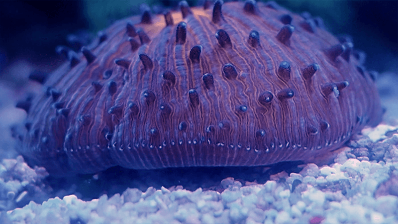 Blue and purple coral with its tissues inflated and the edge just lifting up from the substrate 