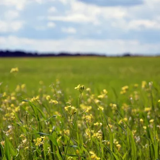 Profitez de l'été pour ralentir et vous mettre au vert. ©Unsplash