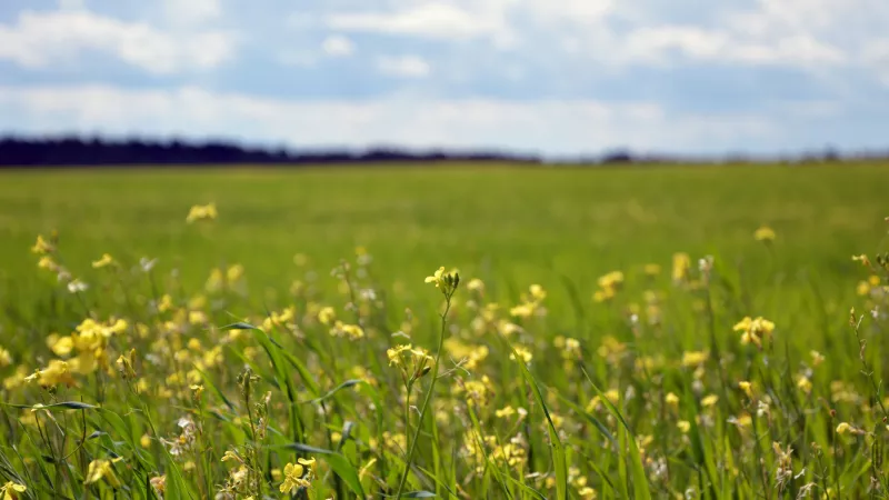 Profitez de l'été pour ralentir et vous mettre au vert. ©Unsplash