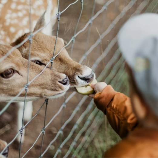 Child feeding deer at zoo