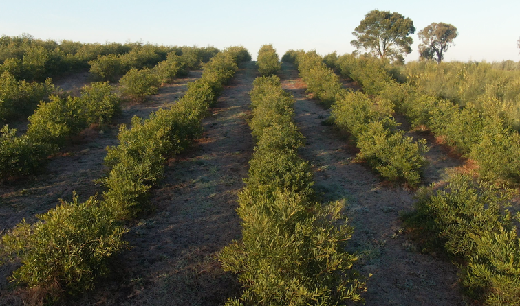 Regenerating Australia - The Importance Of Planting Native Plants (1)