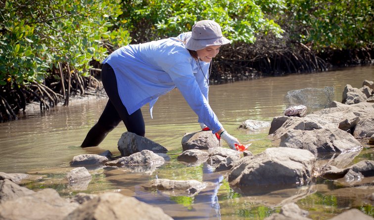 The Oyster Gardener