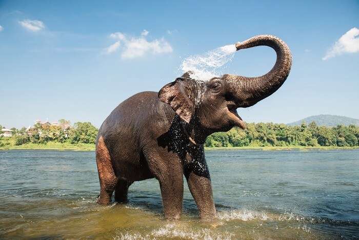 elephant lake munnar