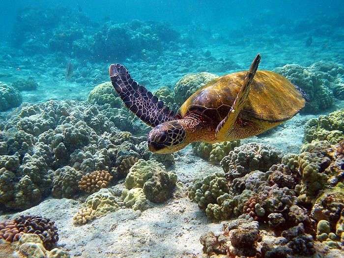 Turtles swimming over Coral reef at Mahatma Gandhi Marine National Park