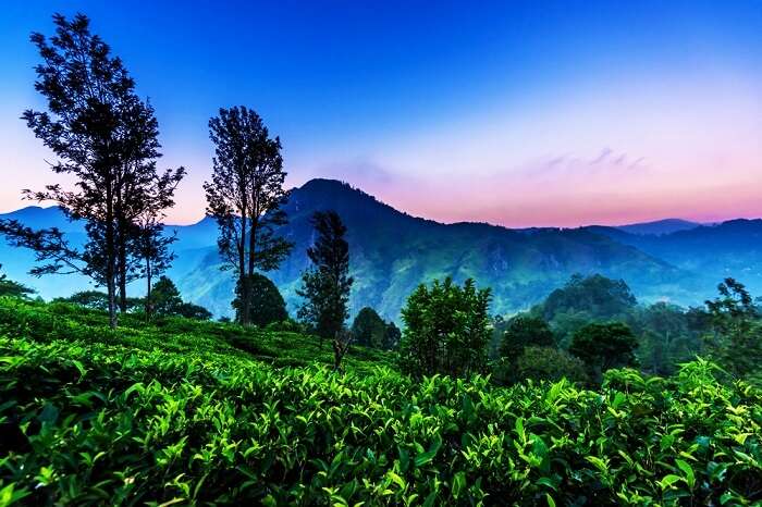 Nuwara Eliya, Sri Lanka