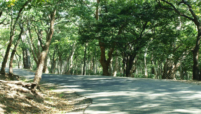 Marayoor Sandstone Forest