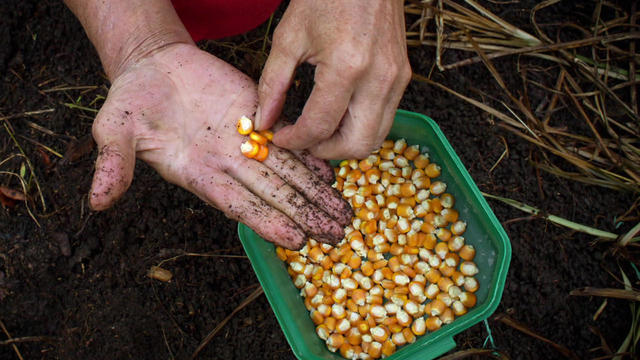 jim-gaffigan-tries-to-grow-corn-1280.jpg 