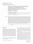 Research paper thumbnail of Hunting, Herding, and Caravanning: Osteometric Identifications of Camelid Morphotypes at Khonkho Wankane, Bolivia