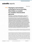 Research paper thumbnail of Phylogeny and evolution of the genus Cervus (Cervidae, Mammalia) as revealed by complete mitochondrial genomes