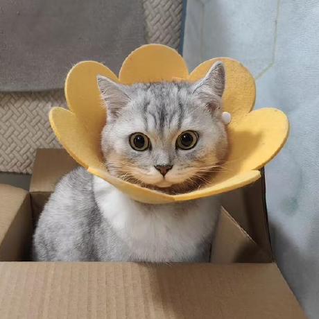 @lazycat92