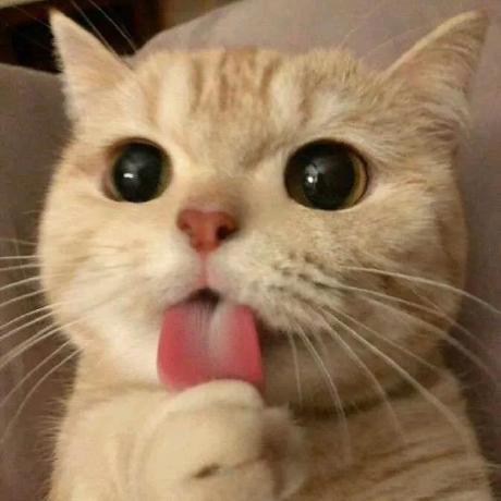 @conan088