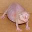 @naked-mole-rat