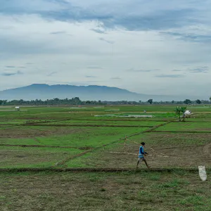 Man walking the pathway between fields