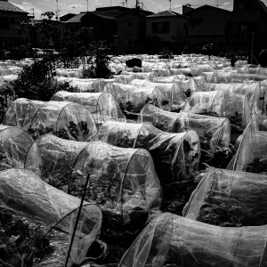 Plastic greenhouses lined up in a row