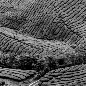 Track running path between tea field 