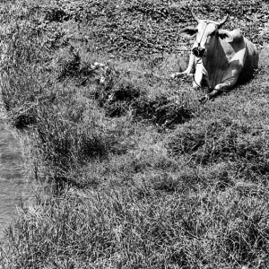 Cattle relaxing in the field