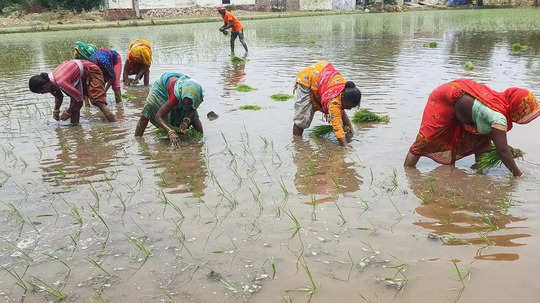 খারিফ মরশুমে দেশে ধানের রোপণ বাড়ল 4.28%! ডাল ও তৈলবীজ চাষেও বৃদ্ধি 