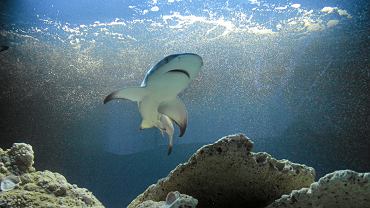 Wieje nud�? Wst�p do oceanarium i odkryj magi� podwodnego �wiata