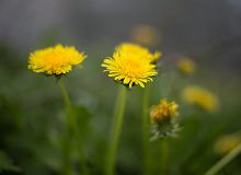Ta ro�lina mo�e zrujnowa� tw�j trawnik. Ta mieszanka jest darmowa, a "wypali" j� do cna